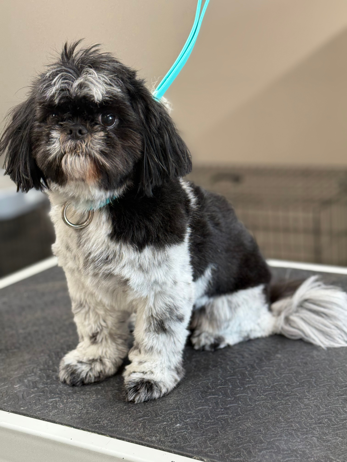 Freshly groomed black and white Shih Tzu sitting on the grooming table at Lucky Dog Lodge