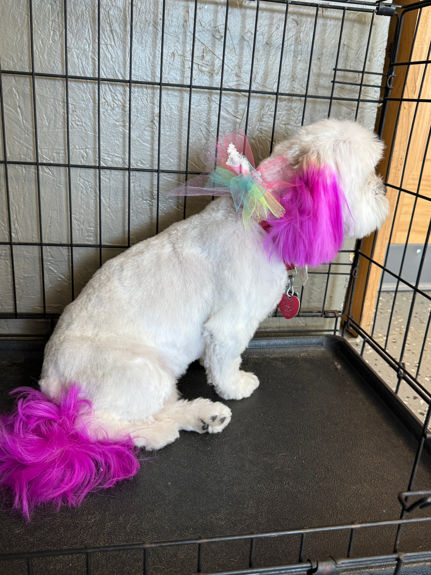 Small white dog with bright pink dyed fur accents and a colorful bow at Lucky Dog Lodge