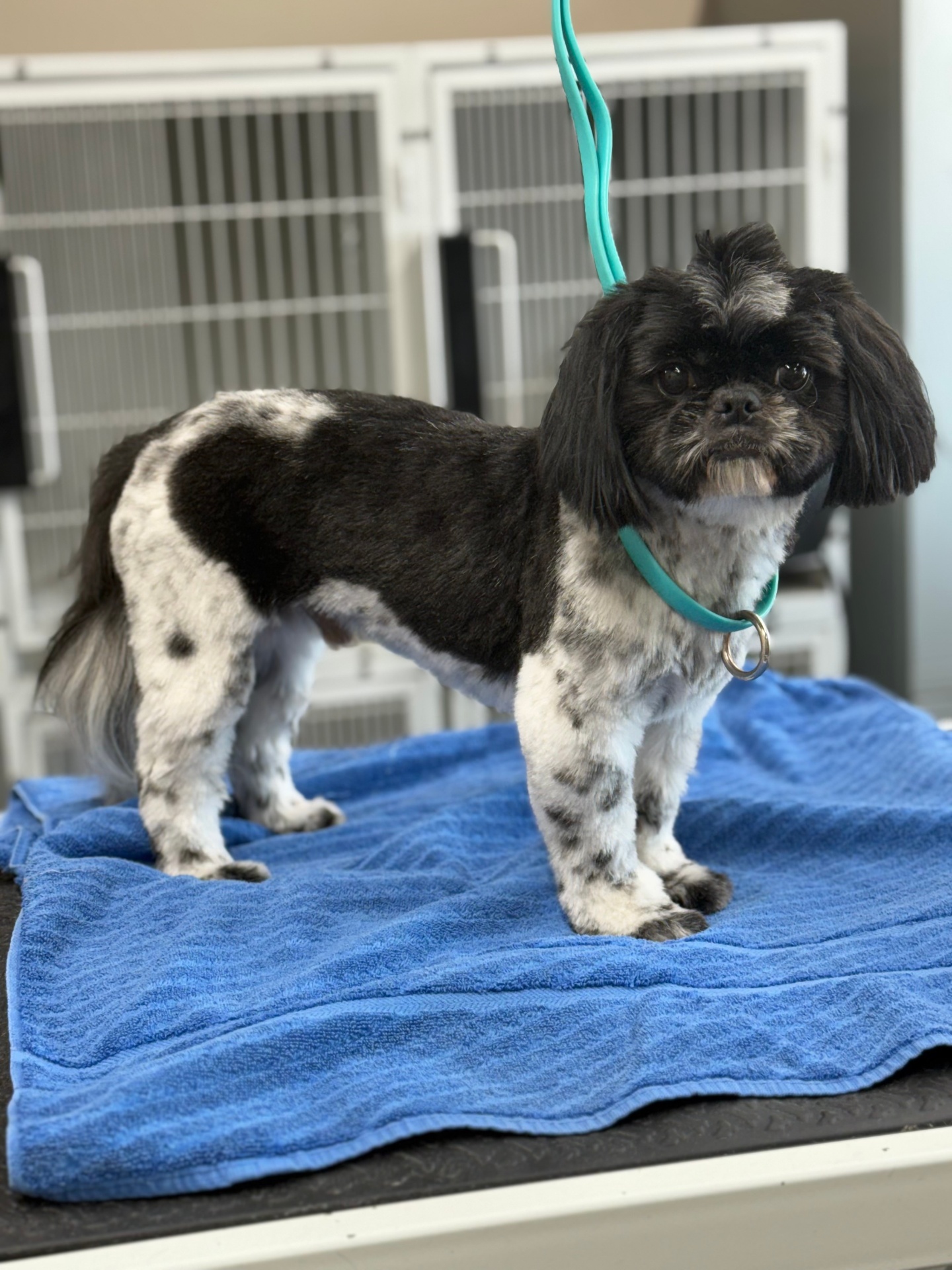 Black and white Shih Tzu standing proudly after a grooming session at Lucky Dog Lodge