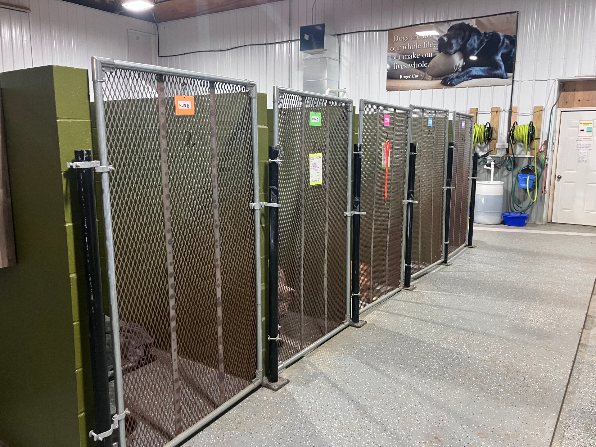 Spacious boarding kennels with secure gates at Lucky Dog Lodge