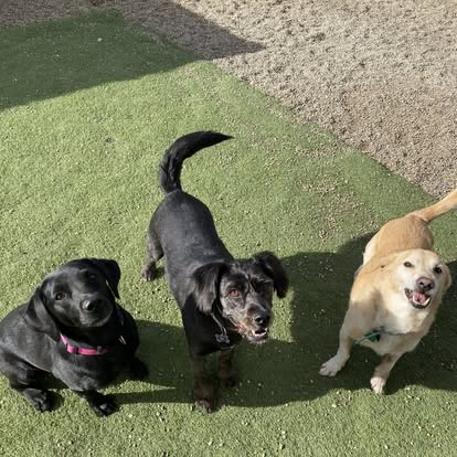 Three dogs enjoying daycare playtime in the yard at Lucky Dog Lodge