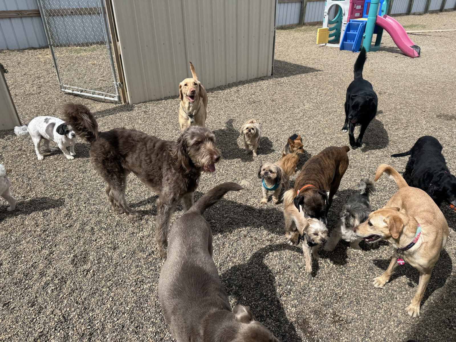Dogs playing together in the yard