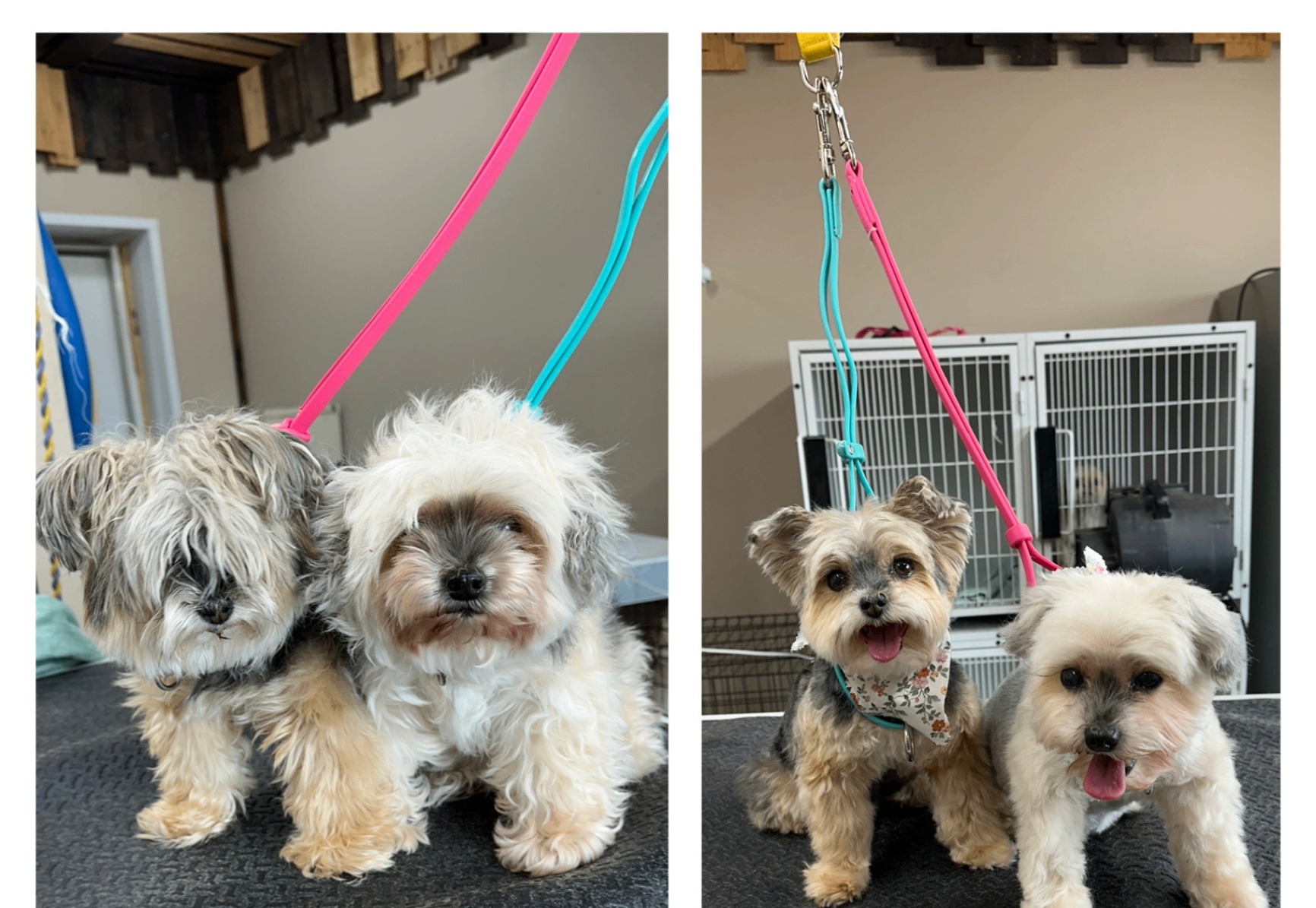 Two small dogs before and after grooming at Lucky Dog Lodge