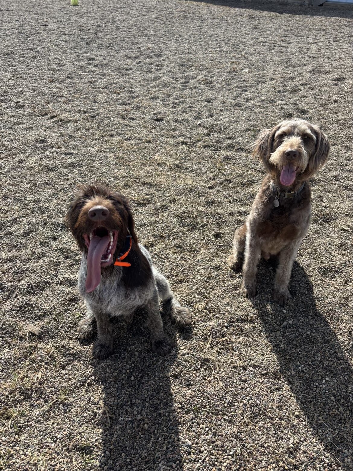 Two happy dogs in the Lucky Dog Lodge play yard