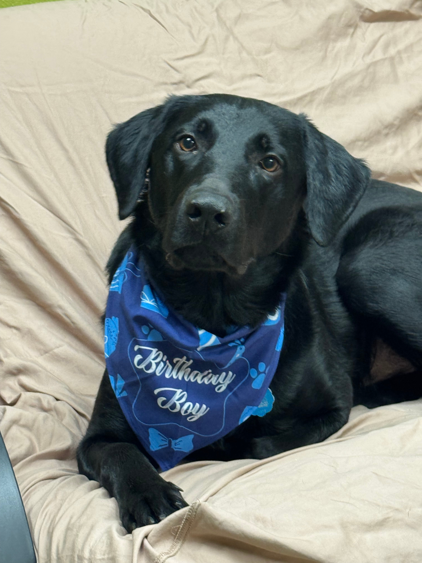 Happy black lab wearing a Birthday Boy bandana