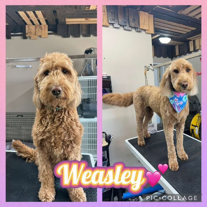 Weasley before and after his grooming session at Lucky Dog Lodge